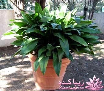 گیاهان آپارتمانی 